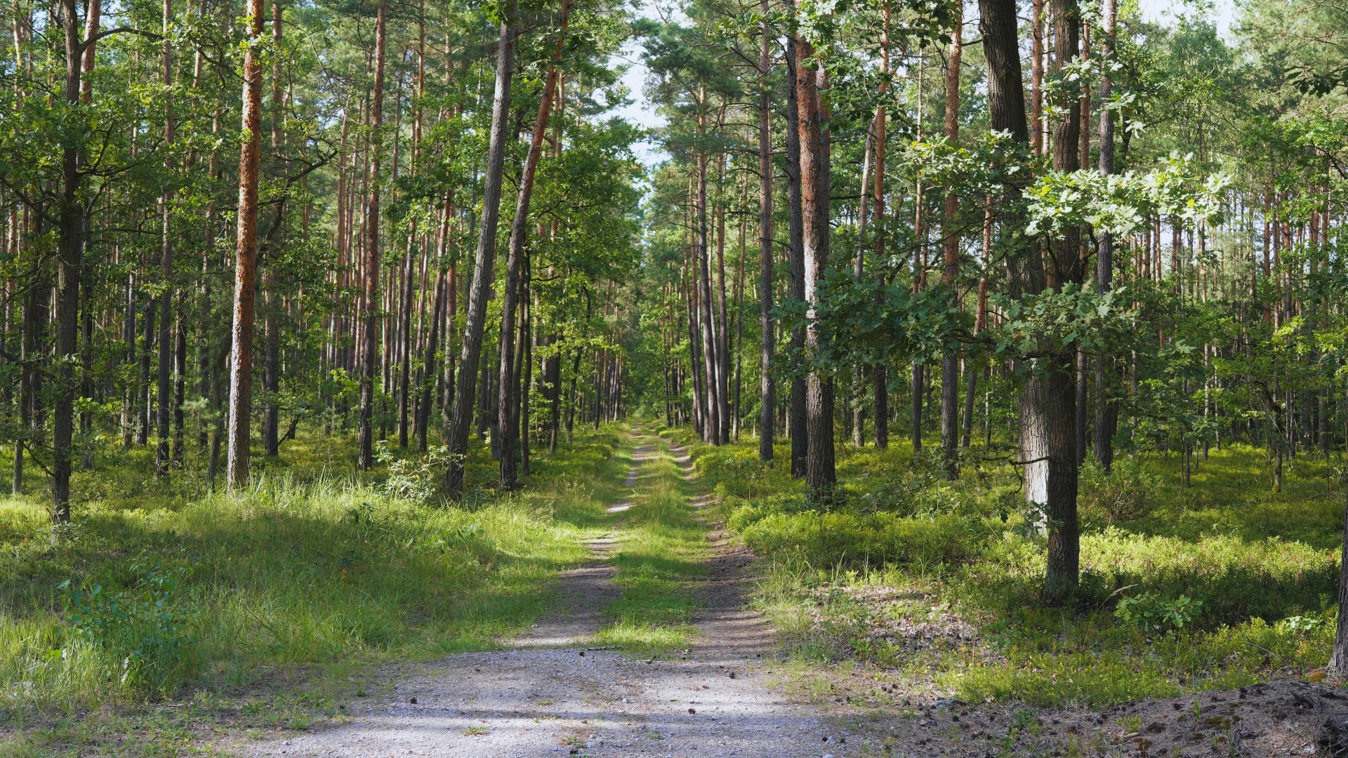 Bolimowski Park Krajobrazowy – Poznaj Przyrodę i Ciekawostki Regionu