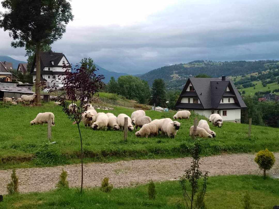 Zdjęcie 5 z galerii Domki na Brzyzku